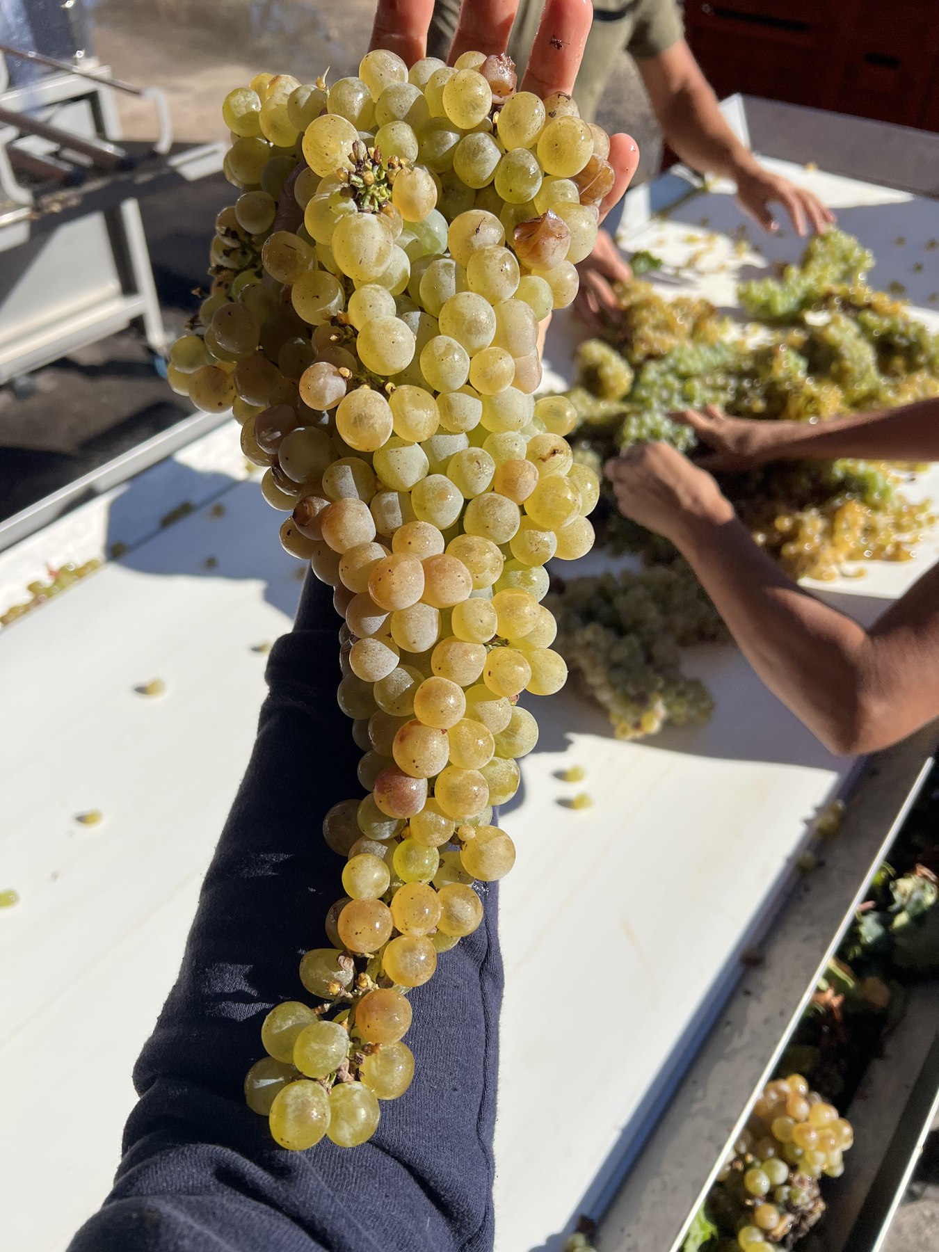 Vendanges