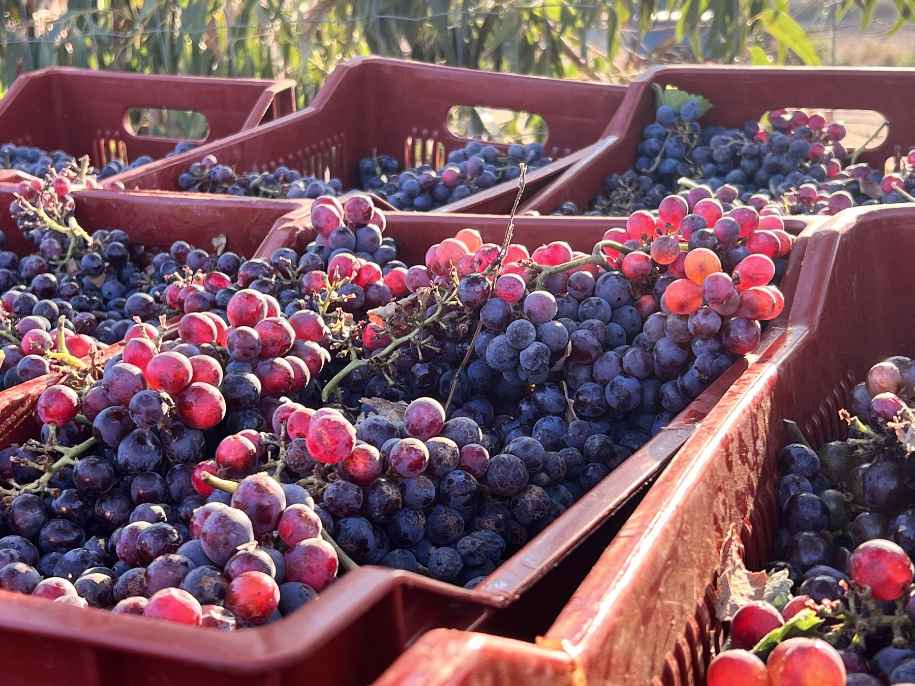 Récolte des grappes