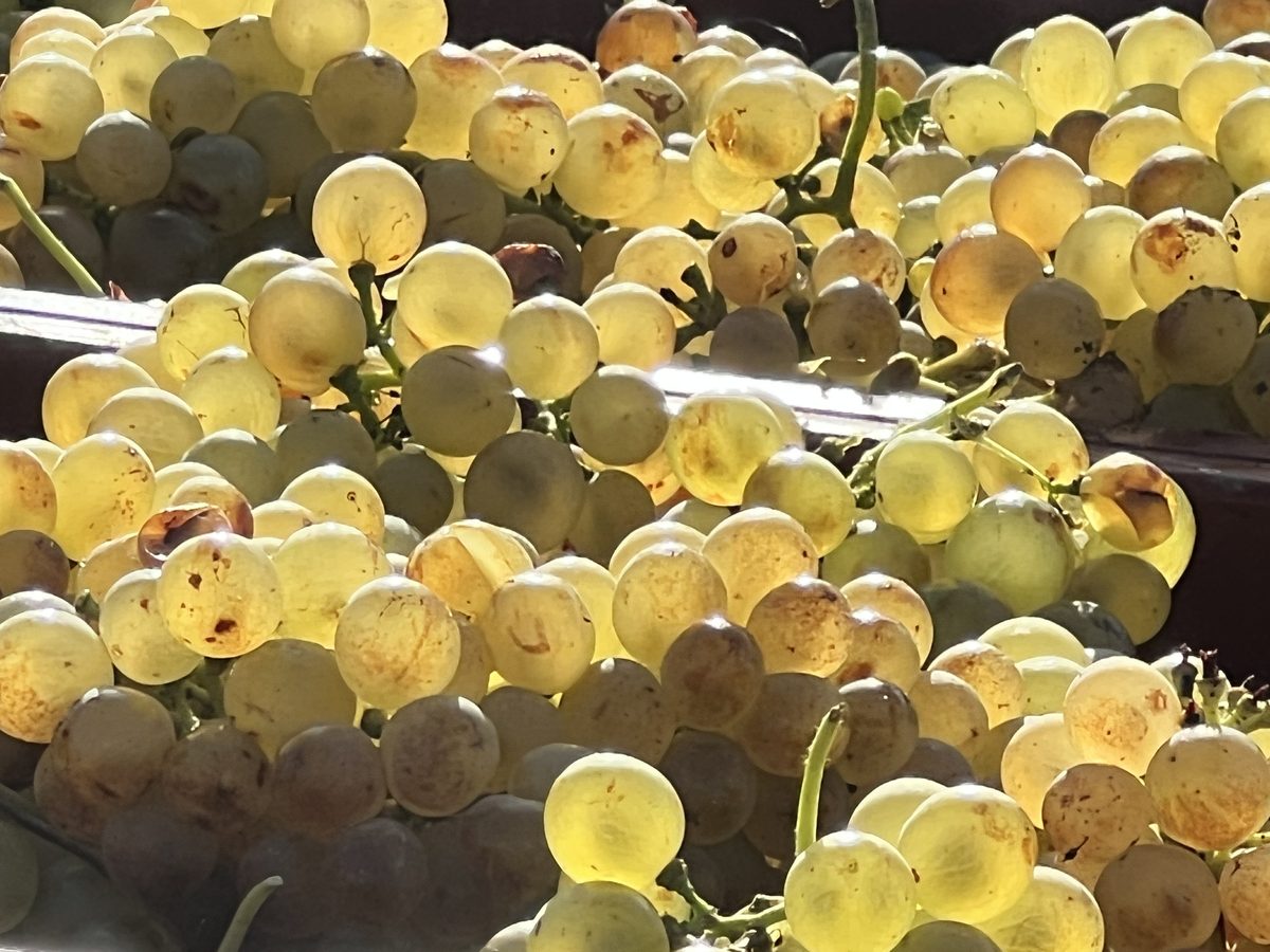 Grappes de Vermentino – raisins blancs – Château Prince Pierre Napoléon Bonaparte