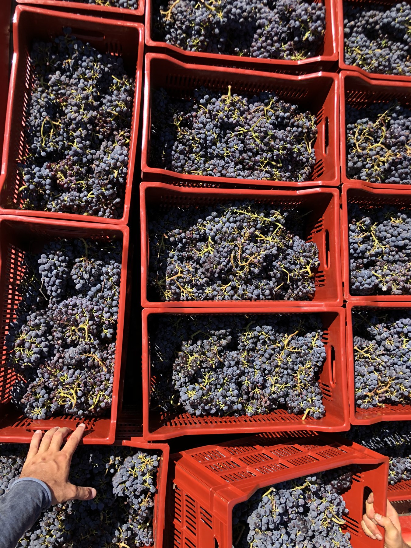 Vendanges — caissettes de raisins