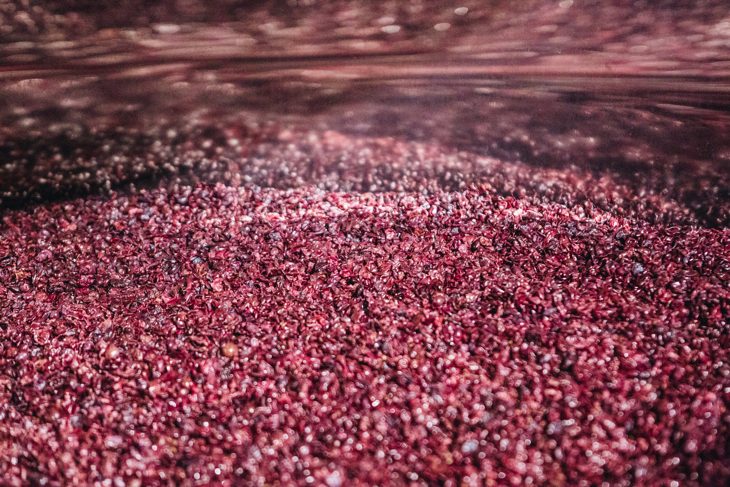 Chapeau de marc en fermentation